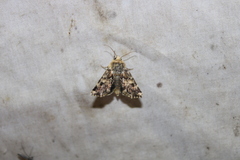 Schinia septentrionalis