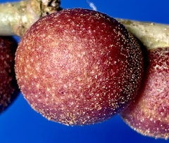 Disholcaspis globosa