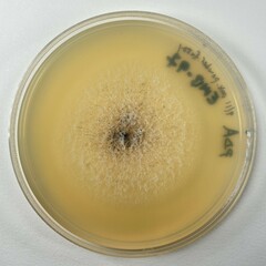 Stilbocrea gracilipes