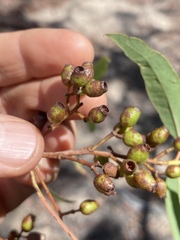Corymbia trachyphloia