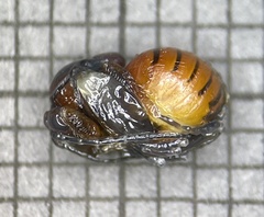 Disholcaspis globosa
