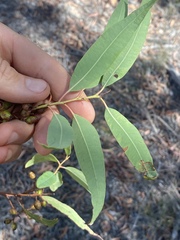Corymbia trachyphloia