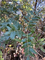 Pistacia chinensis