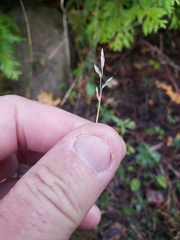 Poa compressa