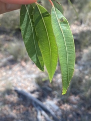 Corymbia trachyphloia