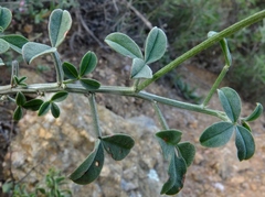 Indigofera meyeriana