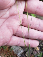 Poa compressa