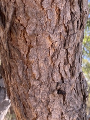Corymbia trachyphloia