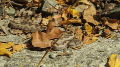 Vipera ammodytes