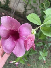 Allamanda blanchetii