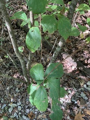Hamamelis virginiana