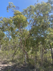 Corymbia trachyphloia