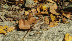 Vipera ammodytes