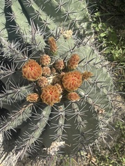 Ferocactus townsendianus