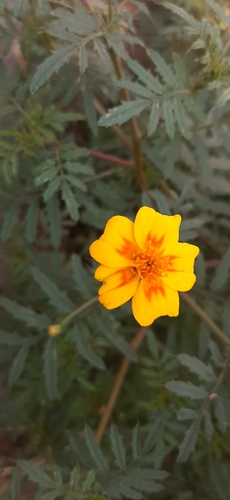 Tagetes lunulata