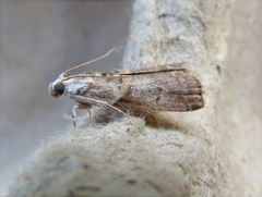 Acrobasis juglandis