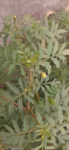 Tagetes lunulata