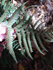 Dryopteris