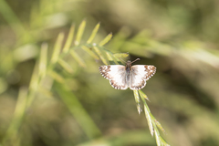 Heliopetes omrina