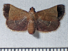 Hypsopygia amoenalis