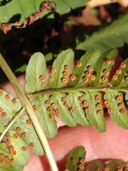 Dryopteris