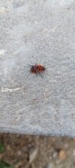 Pyrrhocoris apterus