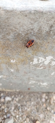 Pyrrhocoris apterus