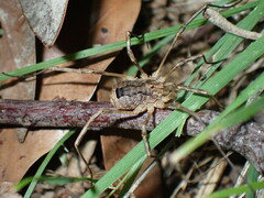 Odiellus spinosus