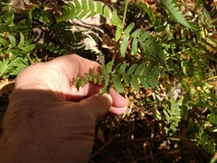 Dryopteris