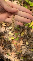 Elymus glabriflorus