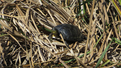 Emydidae