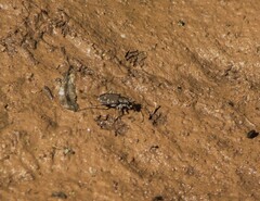 Cicindela duodecimguttata