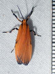 Lycomorphodes