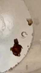 Amblyomma americanum