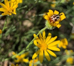 Doryphorina
