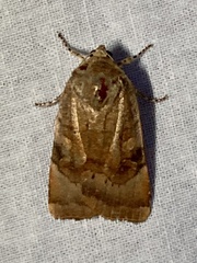 Noctua janthina