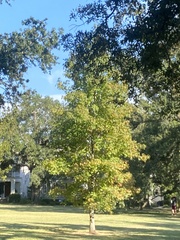 Liquidambar styraciflua