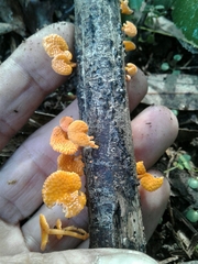 Favolaschia claudopus