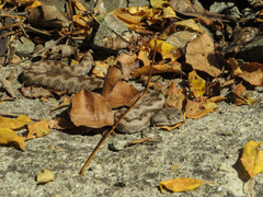 Vipera ammodytes