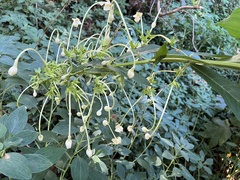 Clerodendrum indicum