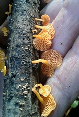Favolaschia claudopus