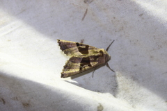 Phlogophora periculosa