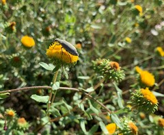 Bothrotes canaliculatus
