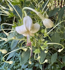 Clerodendrum indicum
