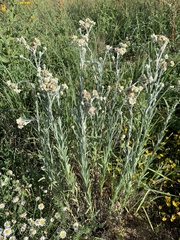 Pseudognaphalium canescens