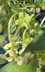 Clerodendrum indicum