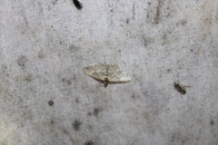 Costaconvexa centrostrigaria