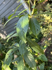 Clerodendrum indicum