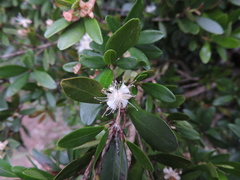 Eugenia mattosii