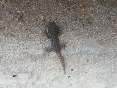 Mediodactylus kotschyi